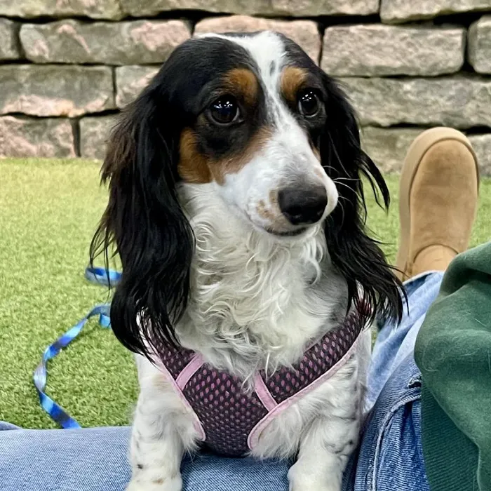 Female Dachshund (Adoption) Adoption Dog for Sale in Lee's Summit, MO