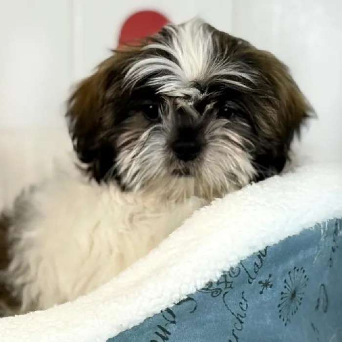 Male Shih Tzu Puppy for Sale in Lee's Summit, MO