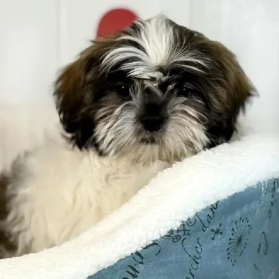 Male Shih Tzu Puppy for Sale in Lee's Summit, MO