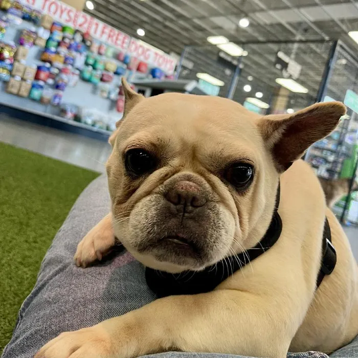 Female French Bulldog (adoption) Adoption Dog for Sale in Lee's Summit, MO