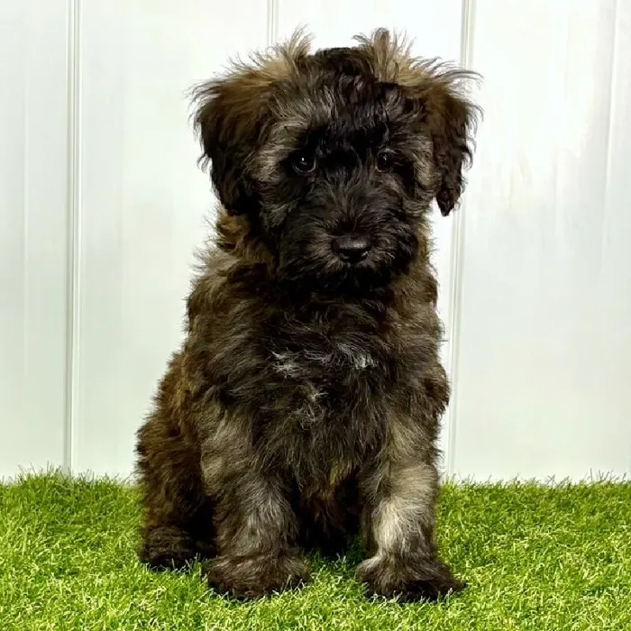 Male Mini Whoodle Puppy for Sale in Lee's Summit, MO