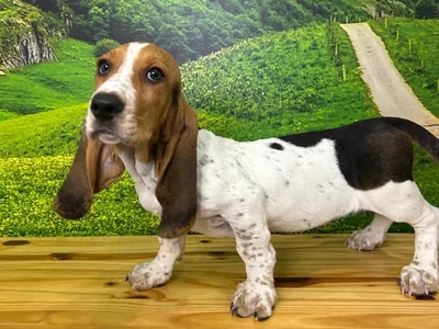 Female Basset Hound Puppy for Sale in Lee's Summit, MO