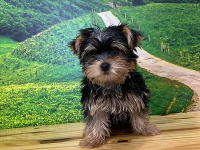 Male Yorkie Puppy for Sale in Lee's Summit, MO
