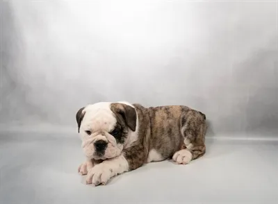 Male English Bulldog puppy named Palmer for sale at Summit Zoo.