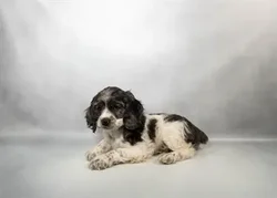 car_main_img_/media/ap_media/pets/EYDHSXKULUTB34964.webp.250x250_q85.webp