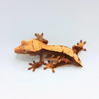 Unknown Crested Gecko Reptile for Sale in Lee's Summit, MO