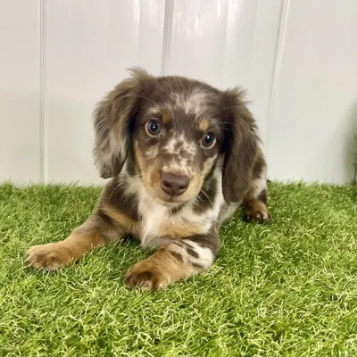 Male Dachshund Puppy for Sale in Lee's Summit, MO