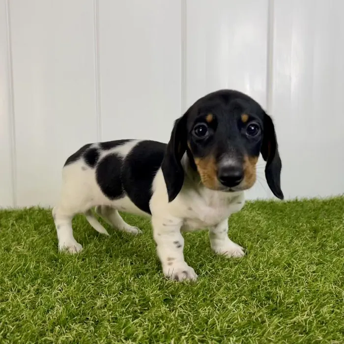 Female Dachshund puppy named Penelope for sale at Summit Zoo.