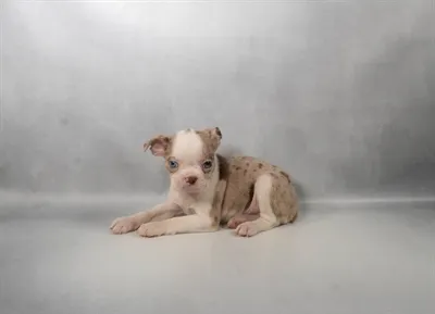 Male Boston Terrier puppy named Willie for sale at Summit Zoo.