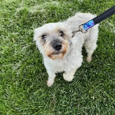 Female Mini Schnauzer Adoption Adoption Dog for Sale in Lee's Summit, MO