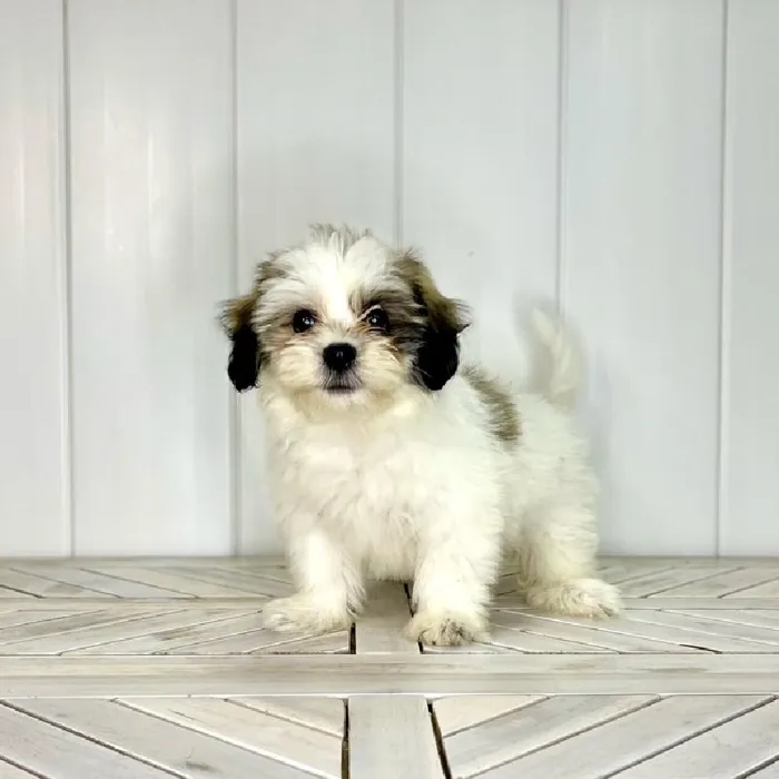 Female Teddy Bear puppy named Catwoman for sale at Summit Zoo.