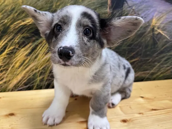 Male Cardigan Welsh Corgi Puppy for Sale in Lee's Summit, MO