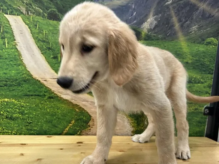 Female Golden Retriever Puppy for Sale in Lee's Summit, MO