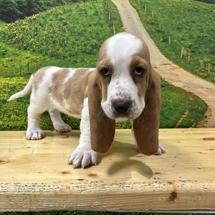 Female Basset Hound Puppy for Sale in Lee's Summit, MO