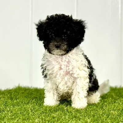Male Mini Bernedoodle Puppy for Sale in Lee's Summit, MO