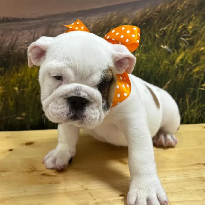 Male English Bulldog Puppy for Sale in Lee's Summit, MO