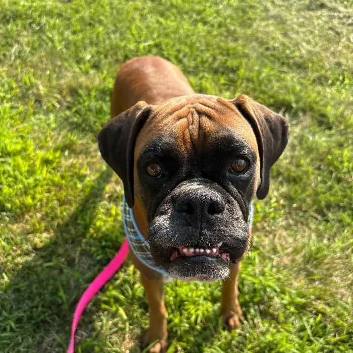 Female Boxer (Adoption) adoption dog named Vanessa for sale at Summit Zoo.