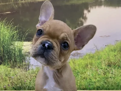 Male French Bulldog Puppy for Sale in Lee's Summit, MO
