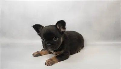 Female French Bulldog puppy for sale at Summit Zoo.