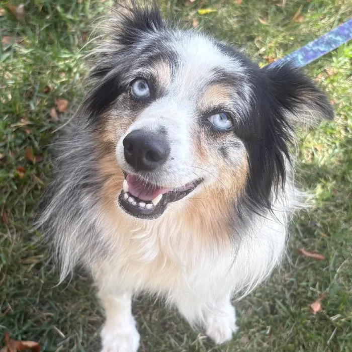 Female Mini Australian Shepherd (Adoption) adoption dog named Roxy for sale at Summit Zoo.