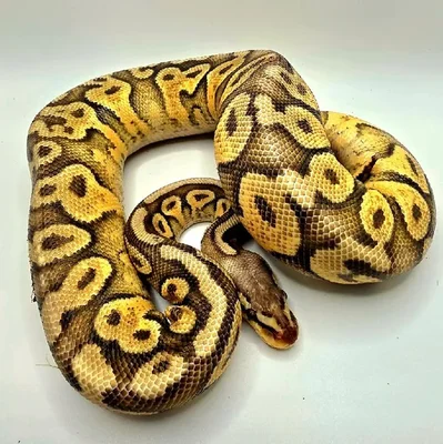 Male Super Pastel Gravel Ball Python Reptile for Sale in Lee's Summit, MO