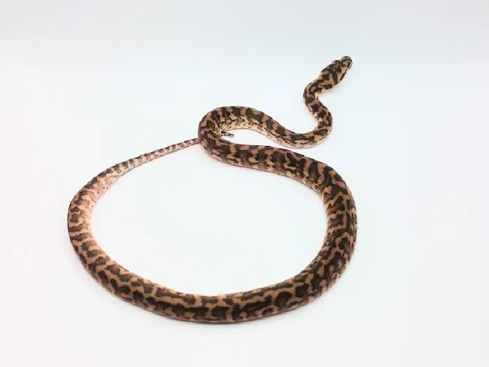 Unknown Irian Jaya Coastal Carpet Python Reptile for Sale in Lee's Summit, MO