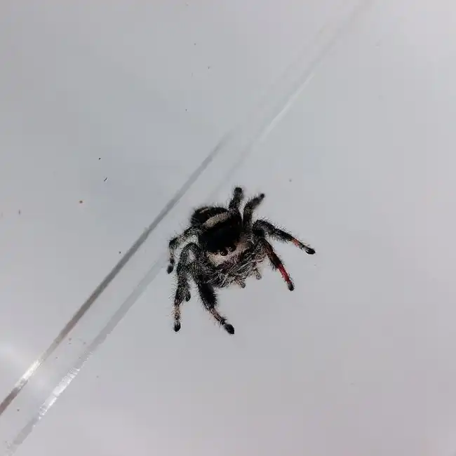 Unknown Regal Jumping Spider Reptile for Sale in Lee's Summit, MO