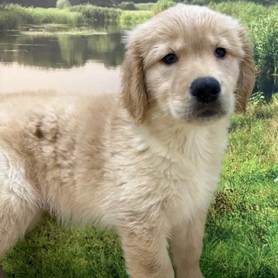 Male Golden Retriever Puppy for Sale in Lee's Summit, MO