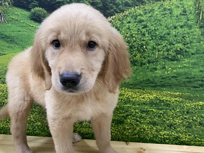 Female Golden Retriever Puppy for Sale in Lee's Summit, MO