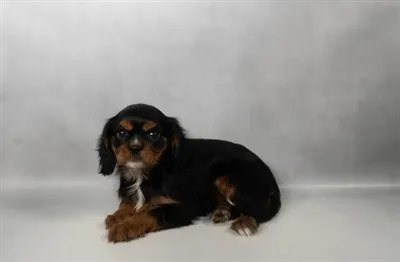 Female Cavalier King Charles Spaniel puppy named Fig for sale at Summit Zoo.