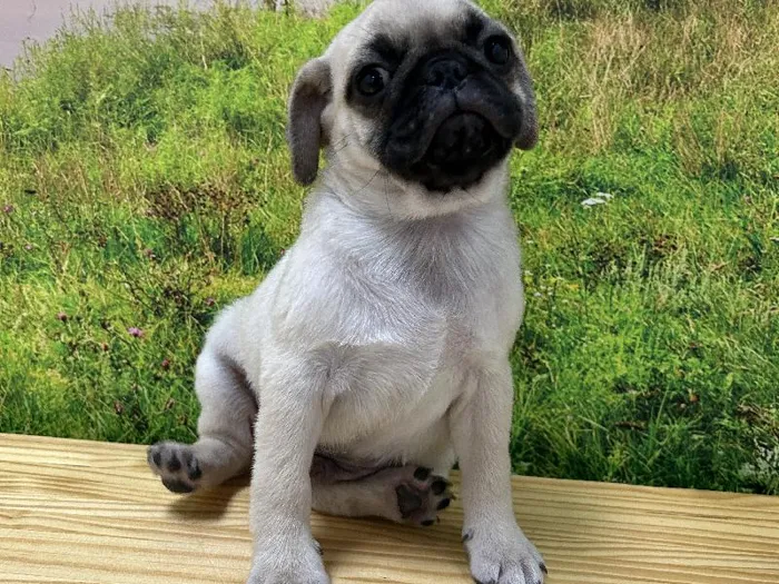 Male Pug Puppy for Sale in Lee's Summit, MO