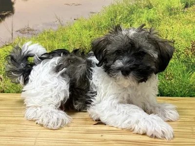 Male Havanese Puppy for Sale in Lee's Summit, MO