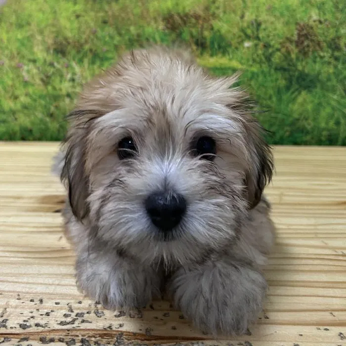 Female Havanese Puppy for Sale in Lee's Summit, MO