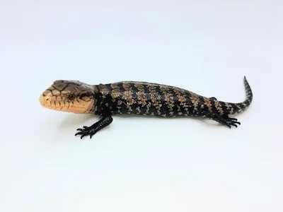 Unknown Merauke Blue Tongue Skink Reptile for Sale in Lee's Summit, MO
