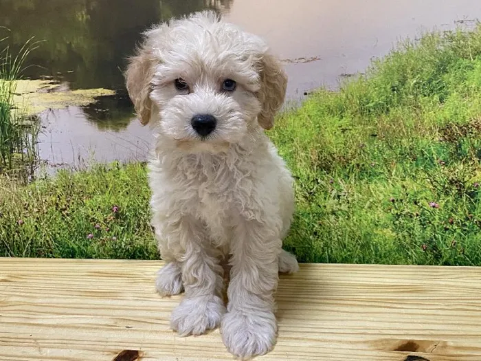Male Schnoodle Puppy for Sale in Lee's Summit, MO
