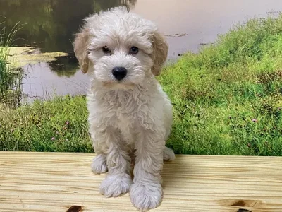 Male Schnoodle Puppy for Sale in Lee's Summit, MO