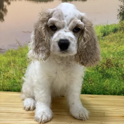 Female Cocker Spaniel Puppy for Sale in Lee's Summit, MO