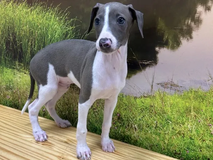 Male Italian Greyhound Puppy for Sale in Lee's Summit, MO