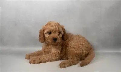 Female Cavapoo puppy for sale at Summit Zoo.