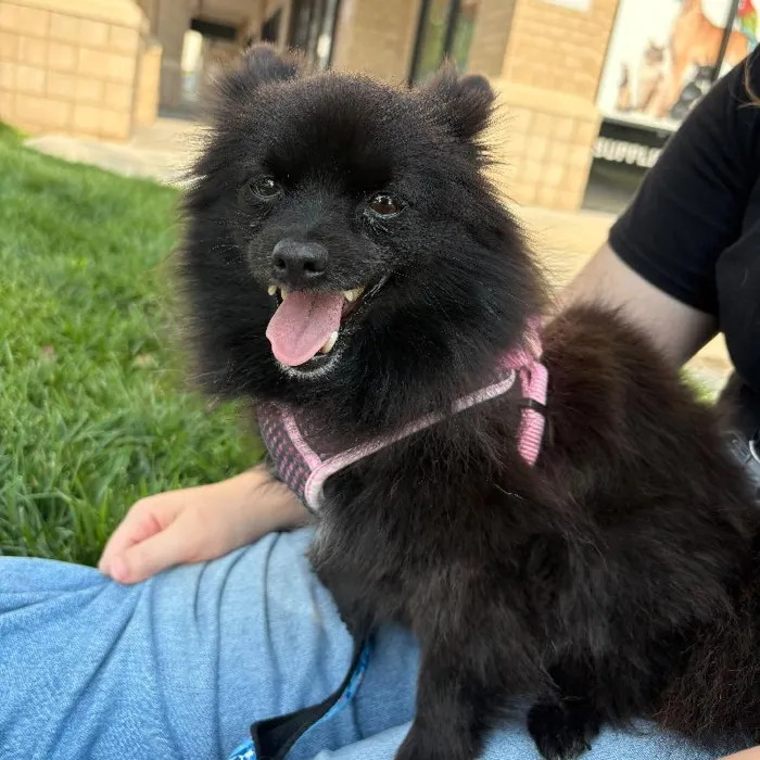 Female Pomeranian (Adoption) adoption dog named Avocado for sale at Summit Zoo.
