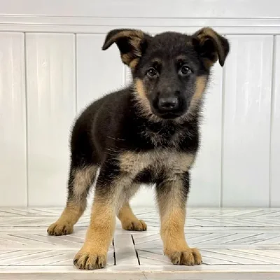 Female German Shepherd puppy named South for sale at Summit Zoo.