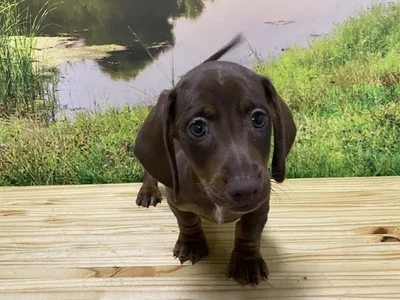 Male Dachshund Puppy for Sale in Lee's Summit, MO