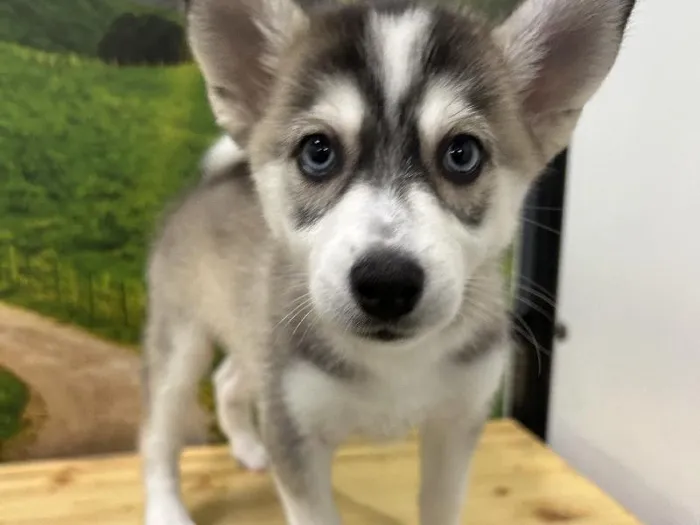 Male Pomsky Puppy for Sale in Lee's Summit, MO