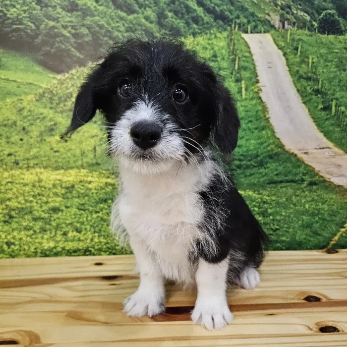 Male Corgi- Poo Puppy for Sale in Lee's Summit, MO