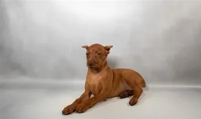 Female Min Pin puppy named Blinky for sale at Summit Zoo.