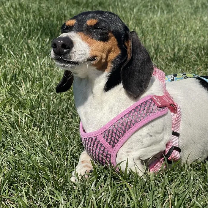 Female Dachshund (Adoption) Adoption Dog for Sale in Lee's Summit, MO