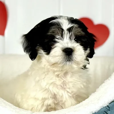 Male Teddy Bear Puppy for Sale in Lee's Summit, MO