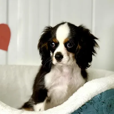 Male Cavalier King Charles Spaniel Puppy for Sale in Lee's Summit, MO
