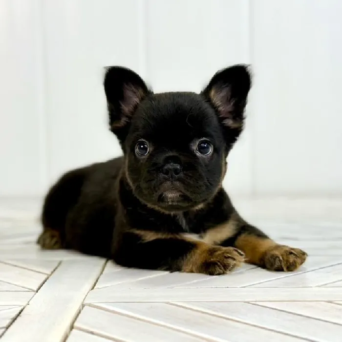 Female French Bulldog puppy named Diamond for sale at Summit Zoo.