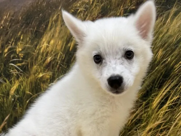 Male American Eskimo Puppy for Sale in Lee's Summit, MO
